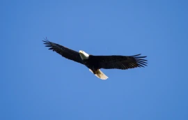 free-flying-by-steph-gabler_33042201244_o