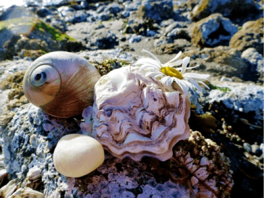 South Whidbey Thumbnail
