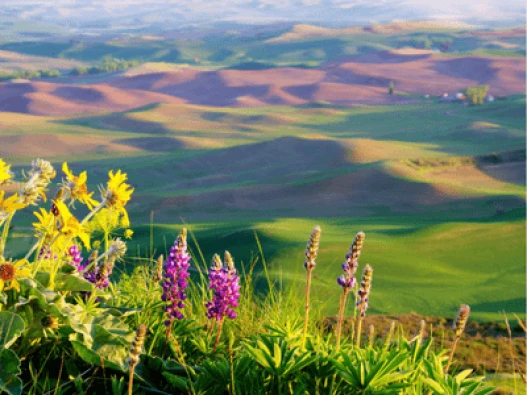 Steptoe Butte Thumbnail