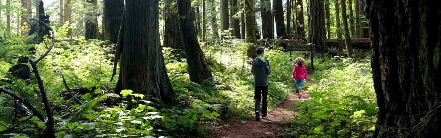Federation Forest Banner resized