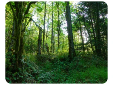 Squak Mountain