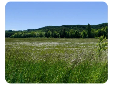 Willapa Hills