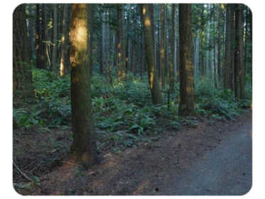 Bridle Trails