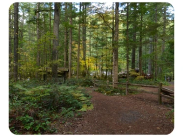Federation Forest