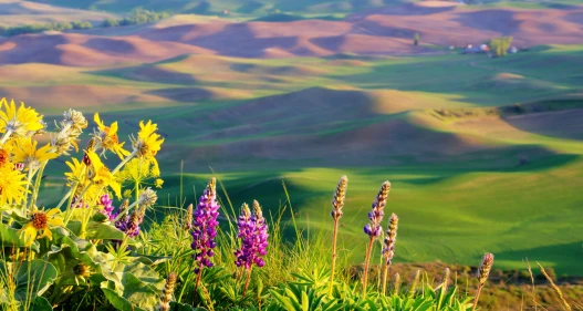 Steptoe Butte Wildflowers