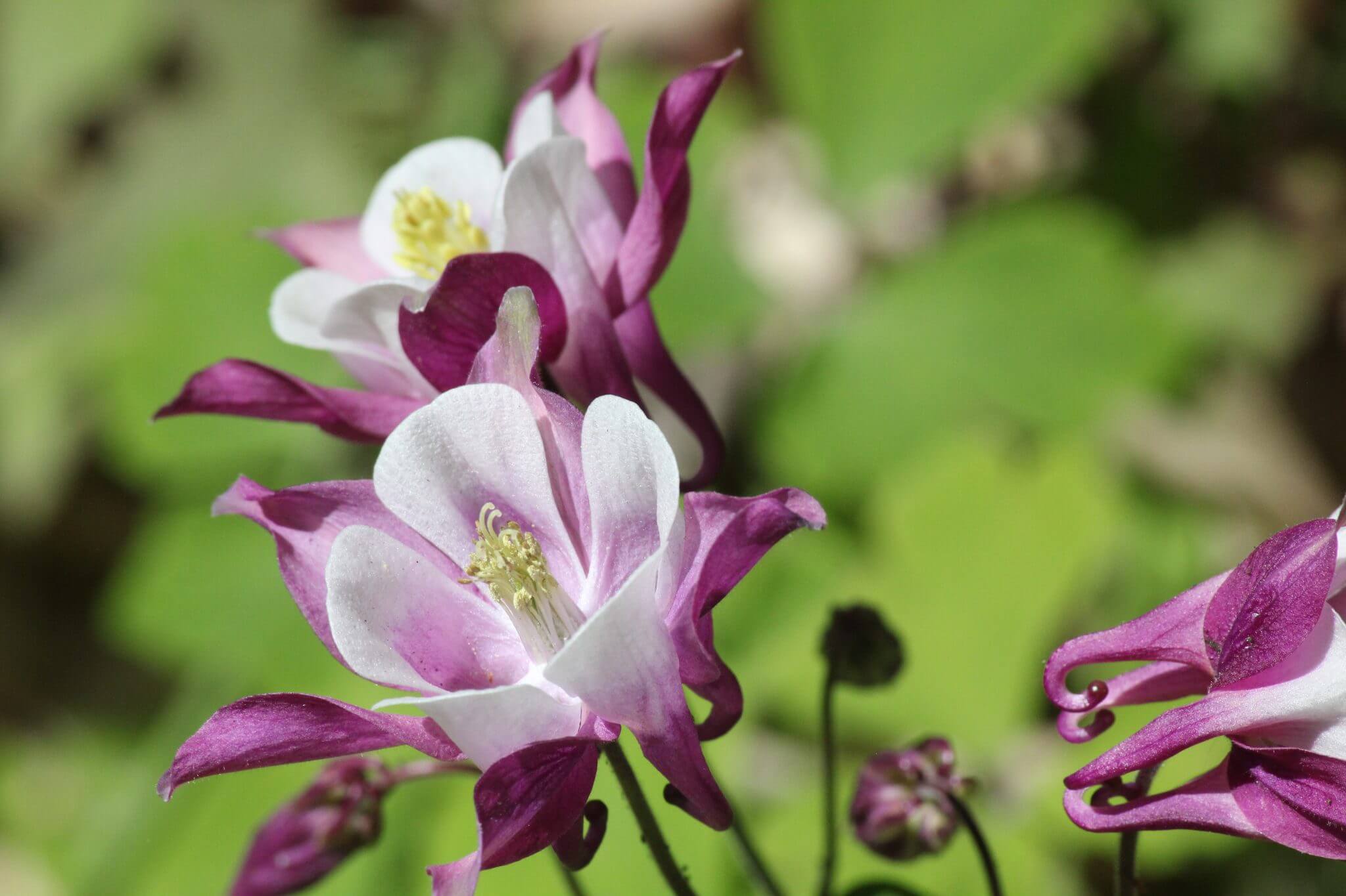 Columbine Flower(1)