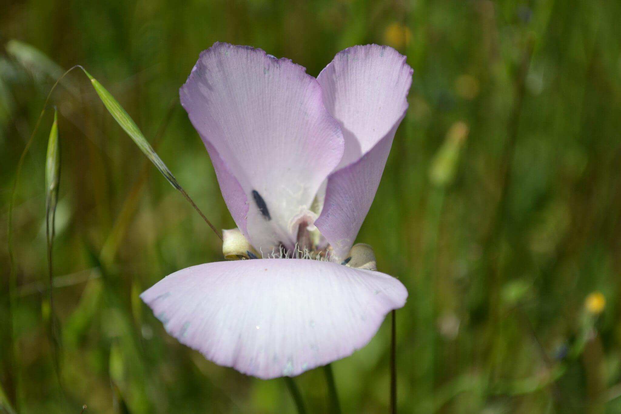 Mariposa lily(1)