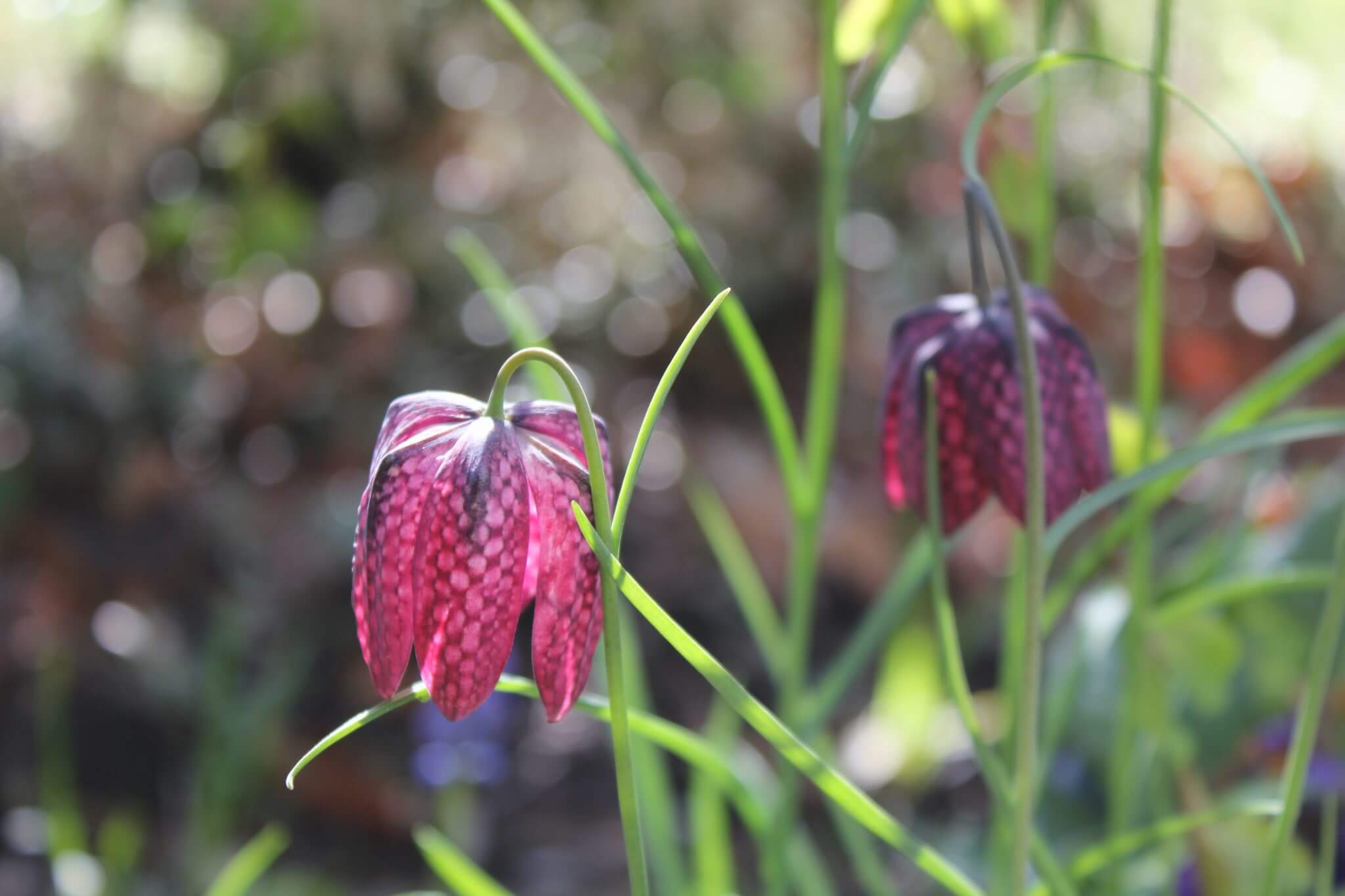 Checkered lily(1)