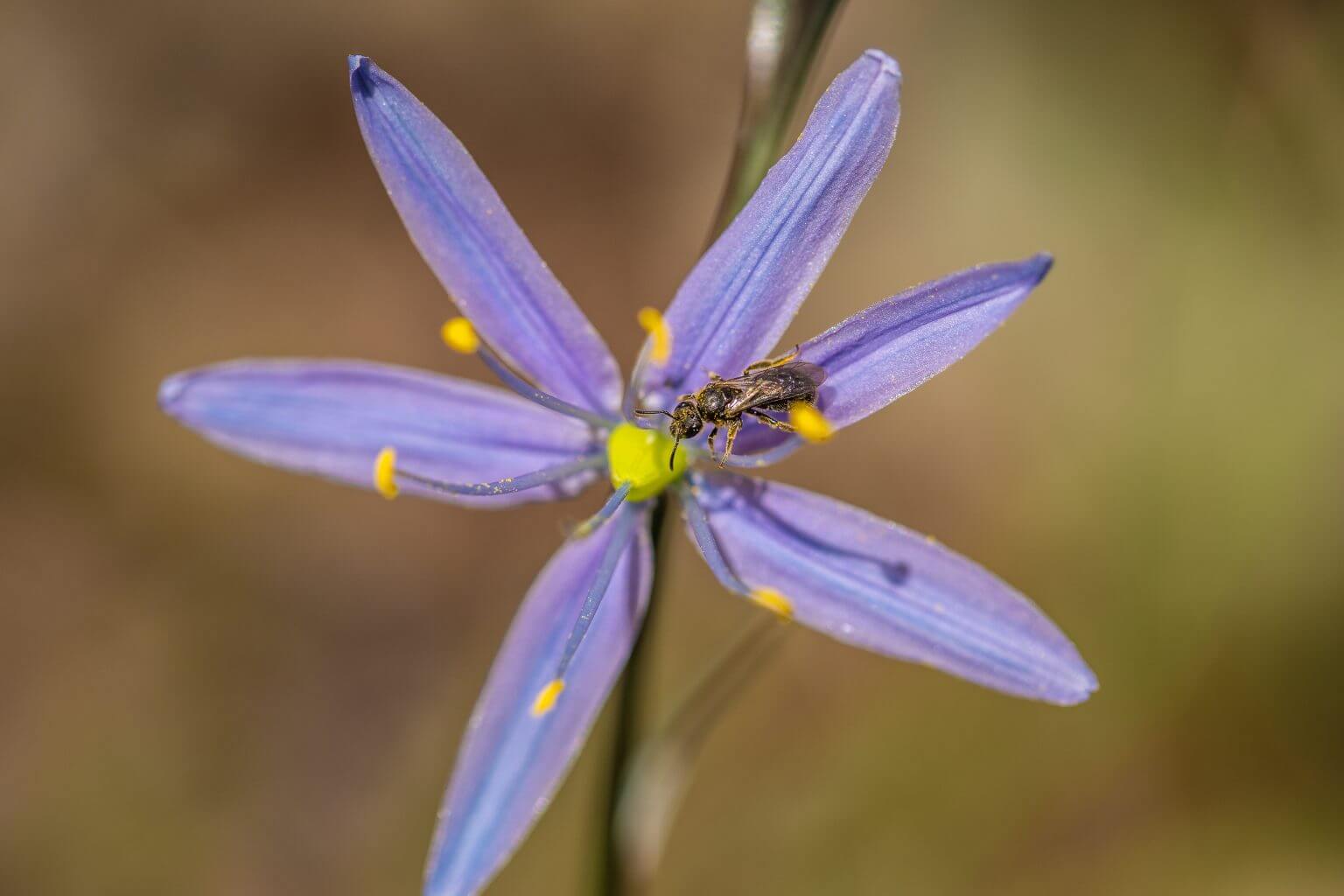 Camas Flower(1)