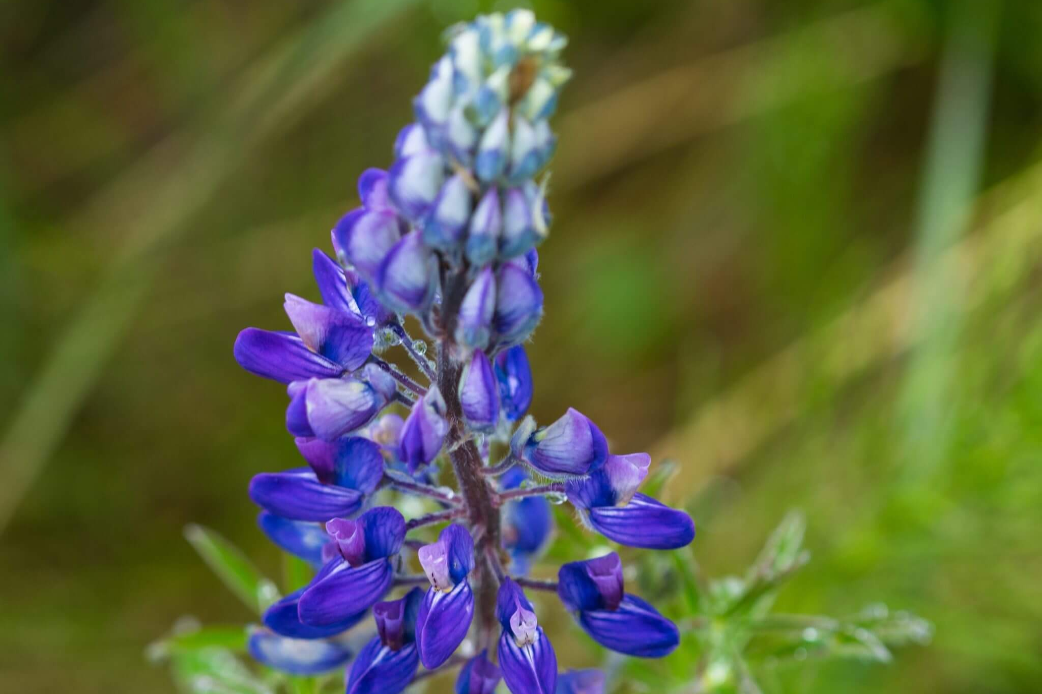 Lupine resize