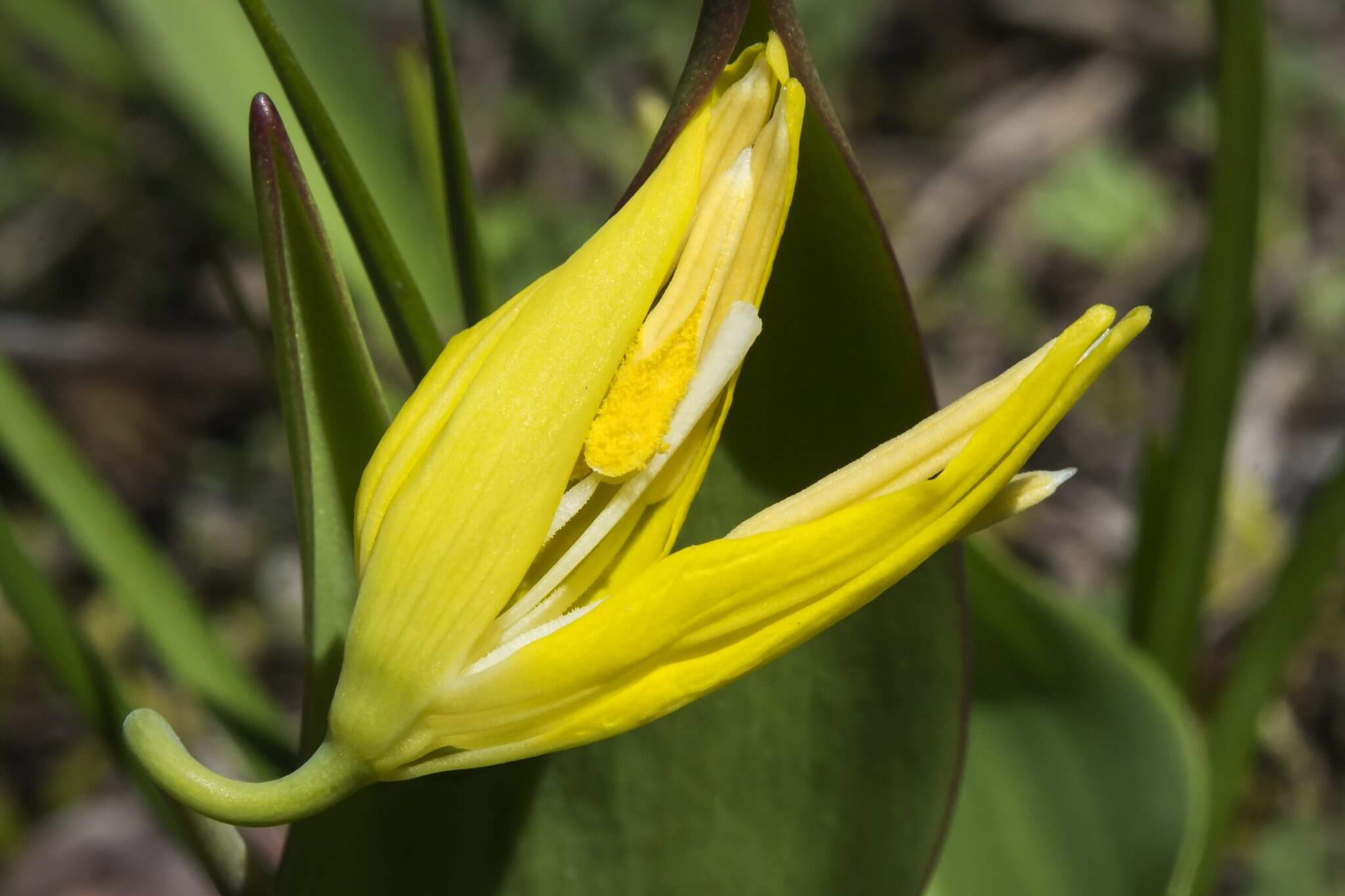 Glacier Lily resize