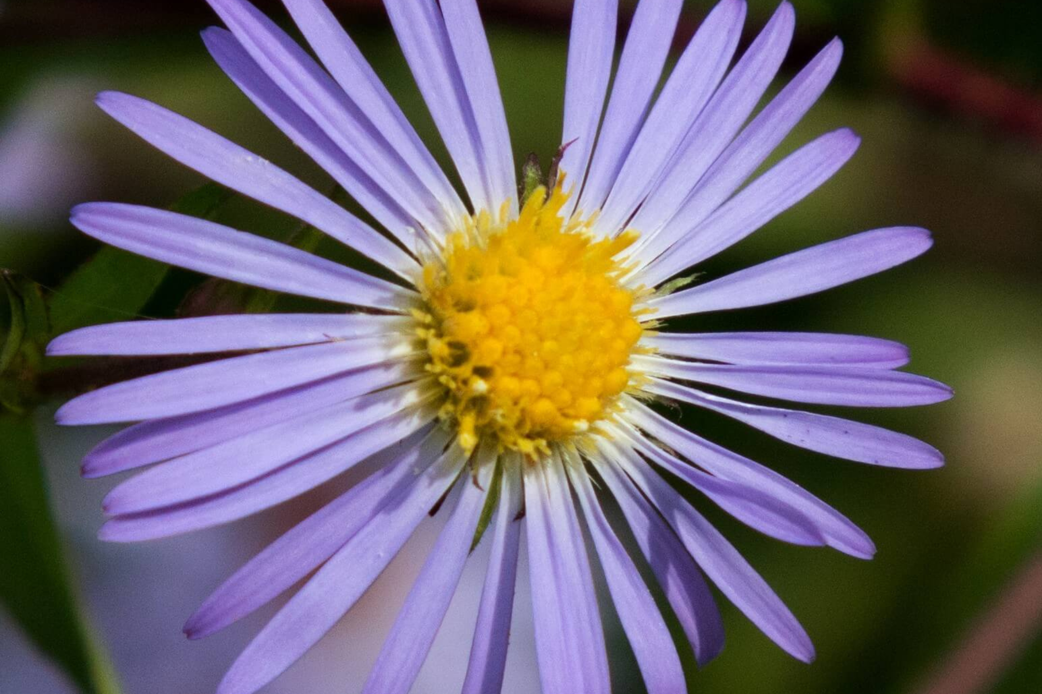 Purple Aster resize