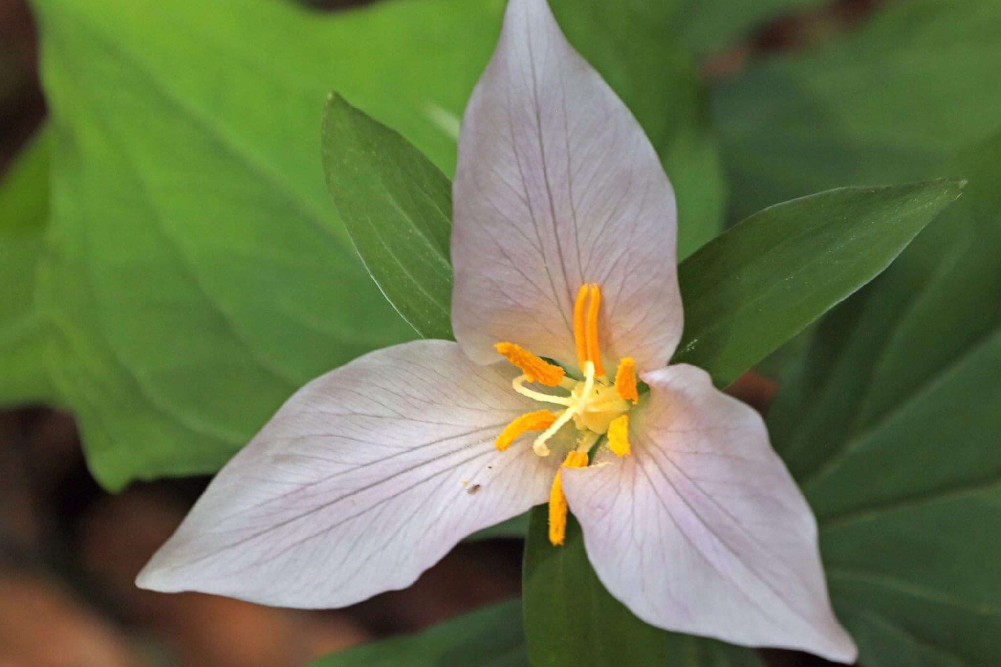 Western Trillium resize