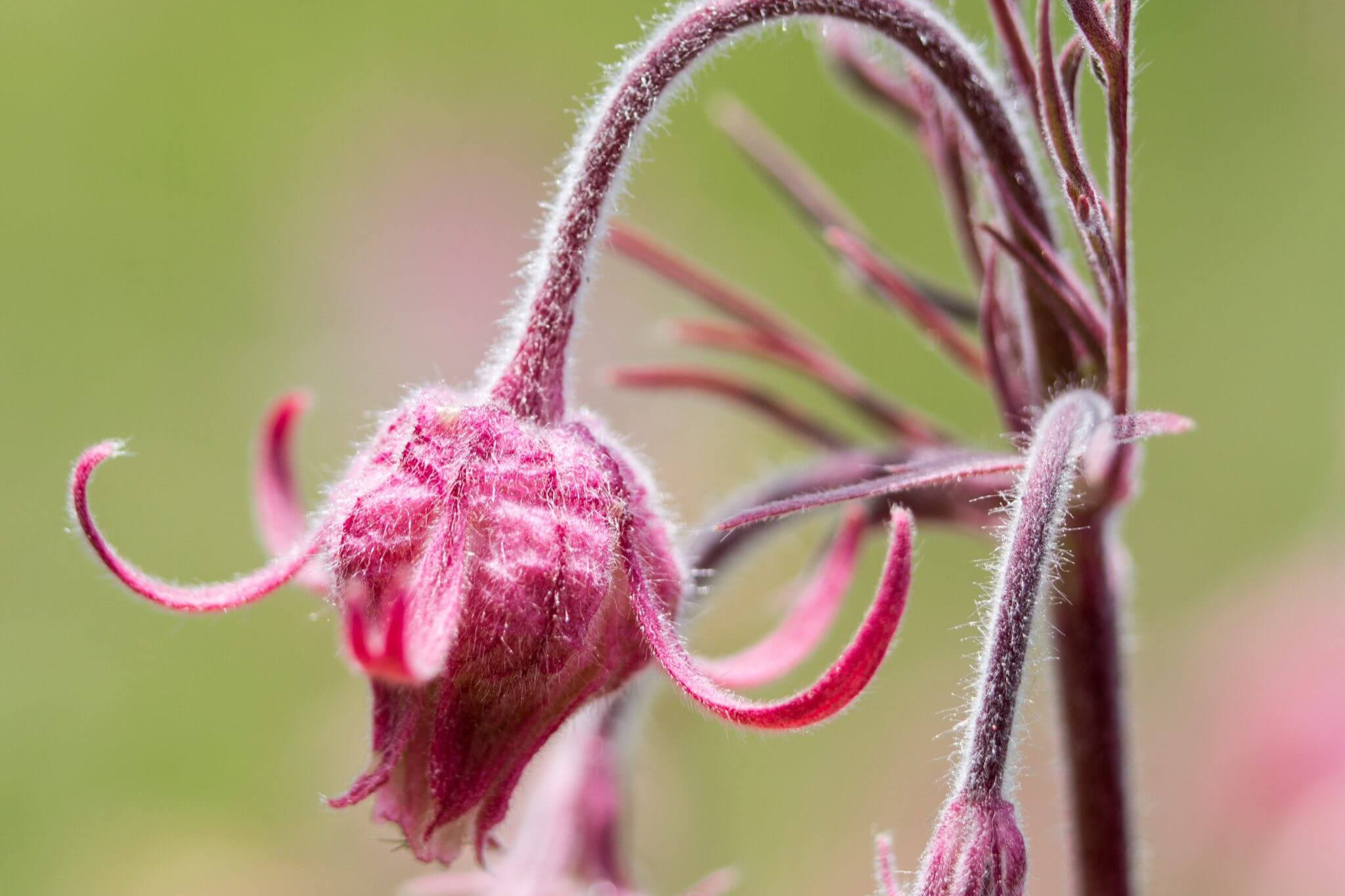 Prairie Smoke resize