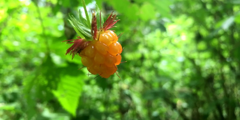 Salmonberry