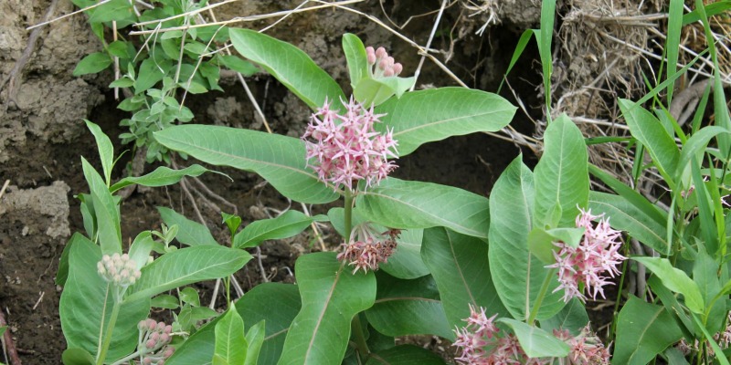 Milkweed