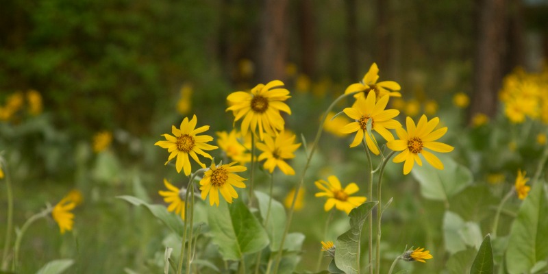 arrowleaf basalmroot