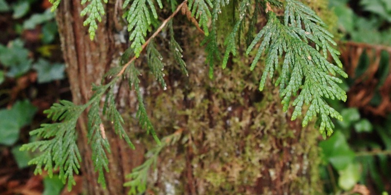 western red cedar