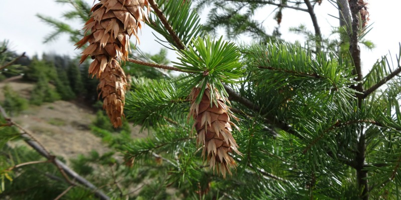 douglas fir cone