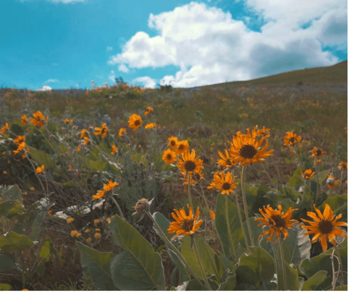 Wildflower hike(1)