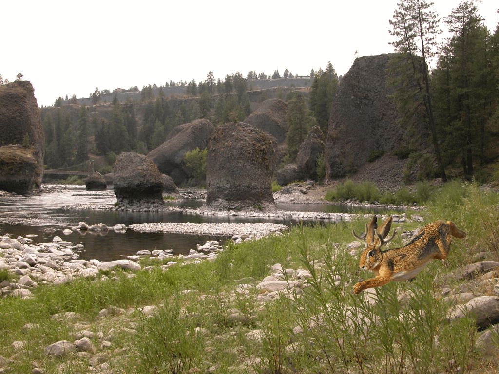 Jackalope sighting(1)