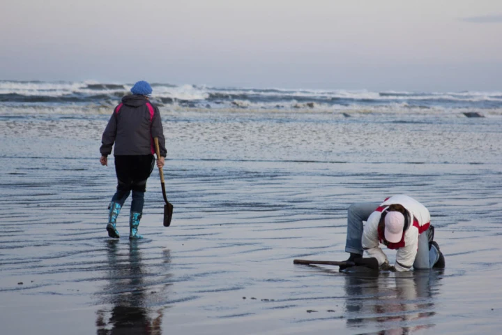 Razor clamming in the sand(1)