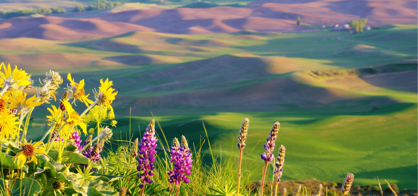 Steptoe Butte Banner