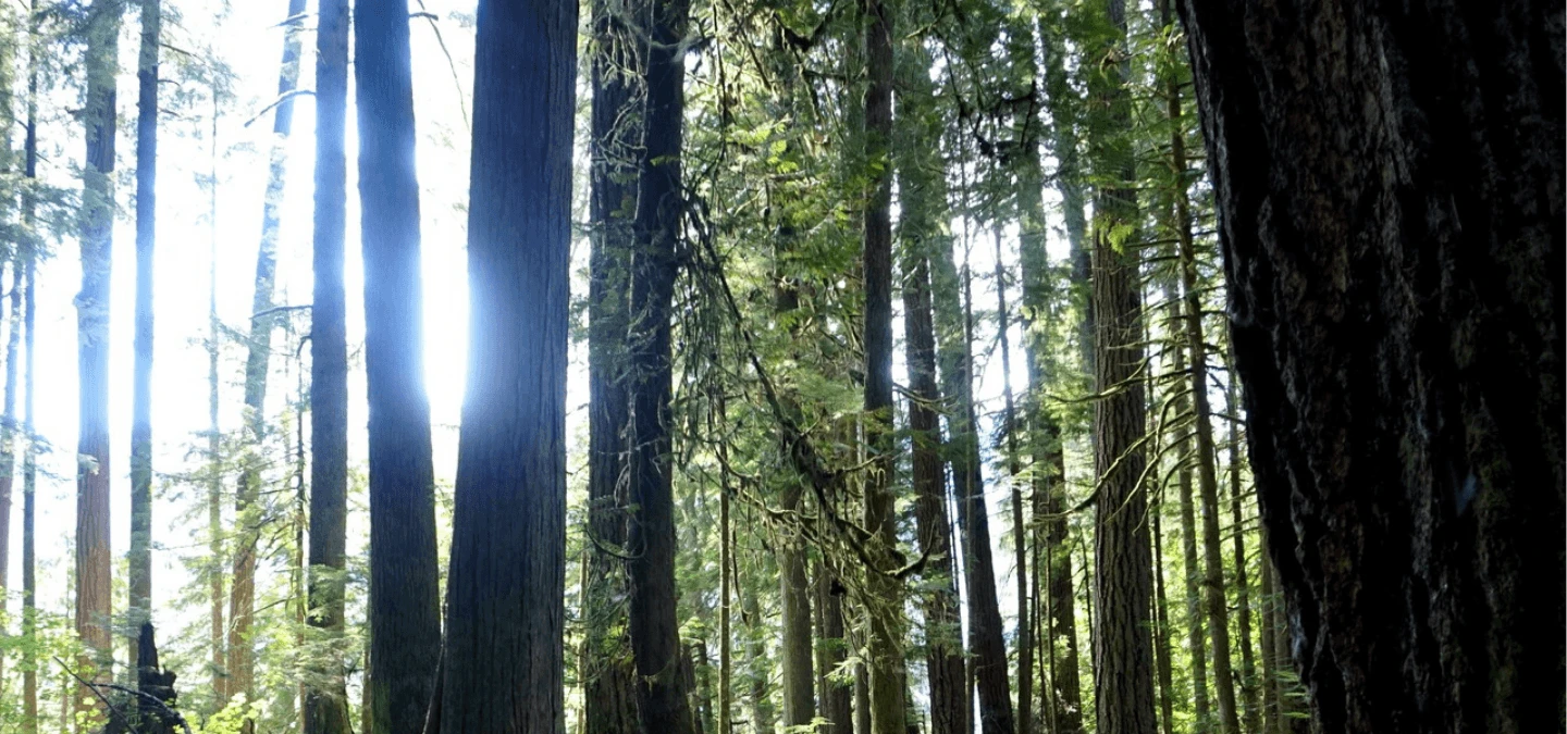 Federation Forest Banner