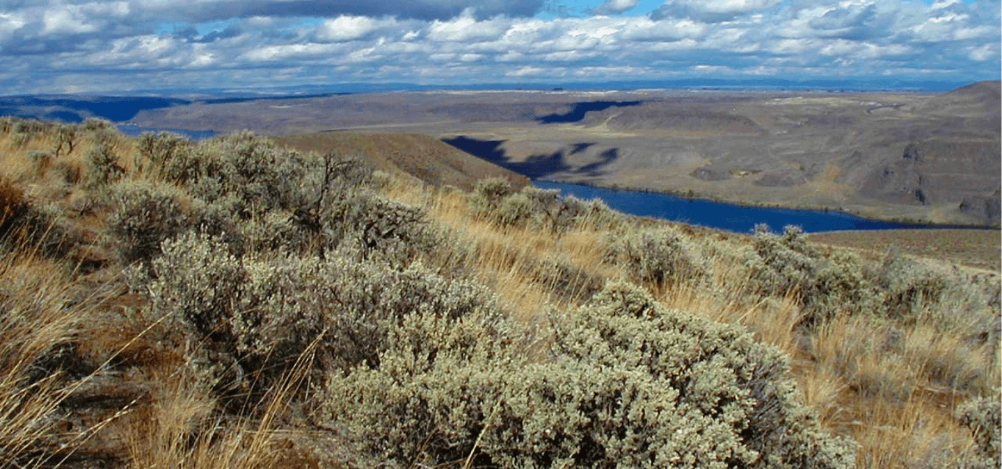 Gingko Petrified Forest Banner