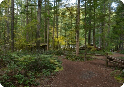 Federation Forest
