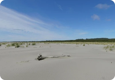 Grayland beach