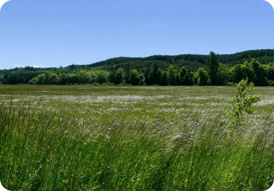 Willapa Hills
