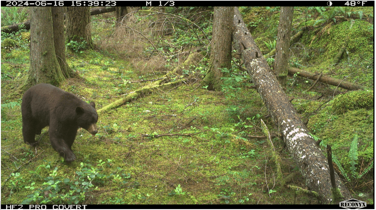 bear off trail(1)