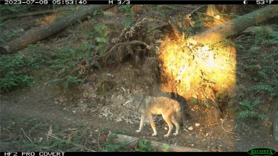 Coyote on trail(1)