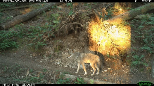 Coyote on trail(1)