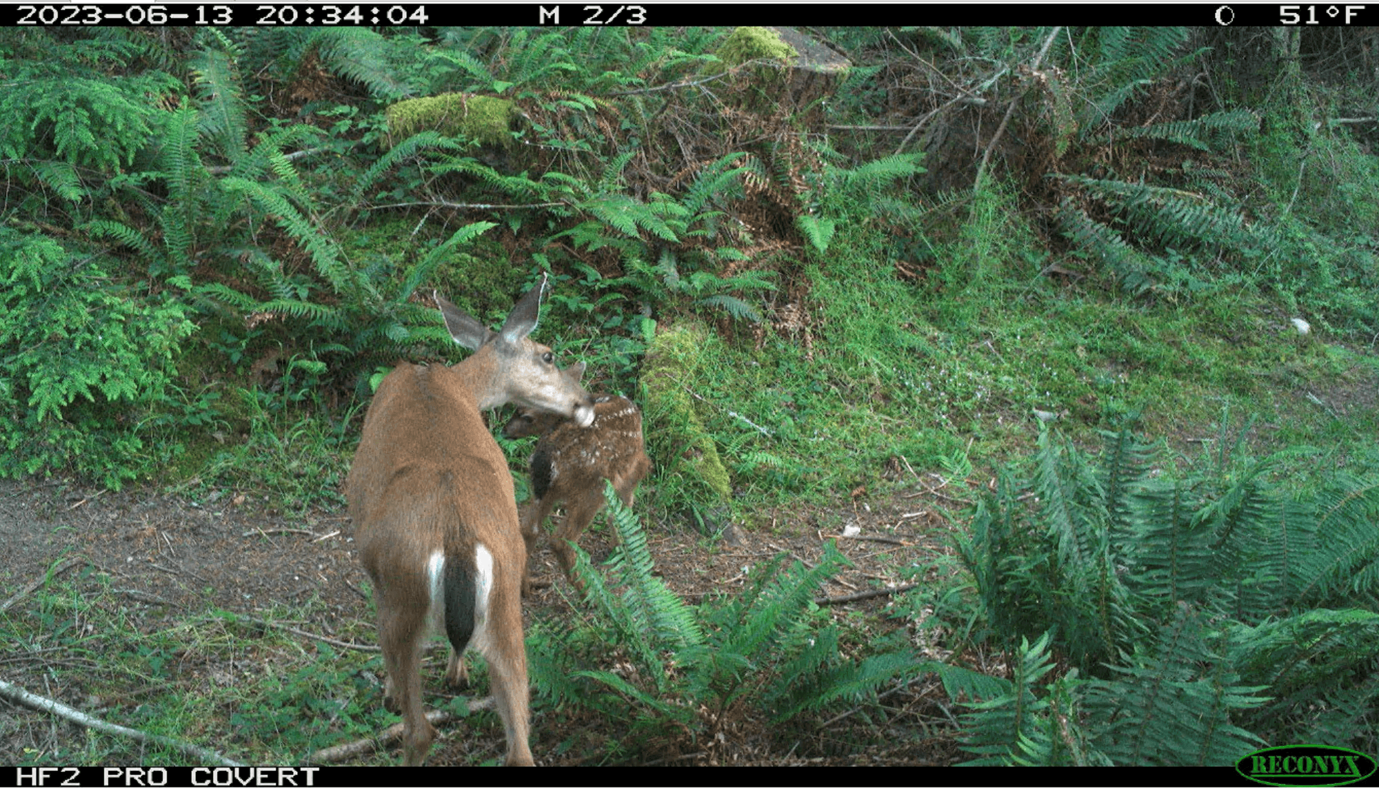 deer and fawn on trail(1)