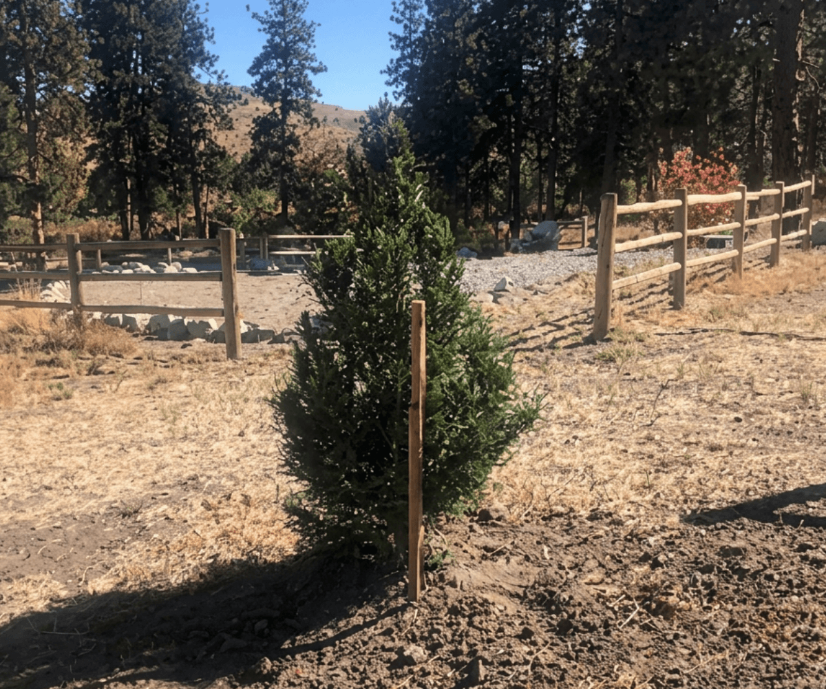 Alta Lake Tree(1)